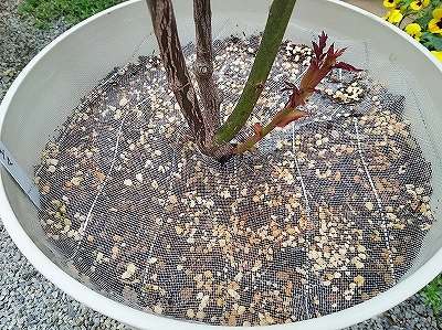 雨の前に‥_e0289203_21121118.jpg