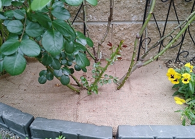 雨の前に‥_e0289203_21121307.jpg