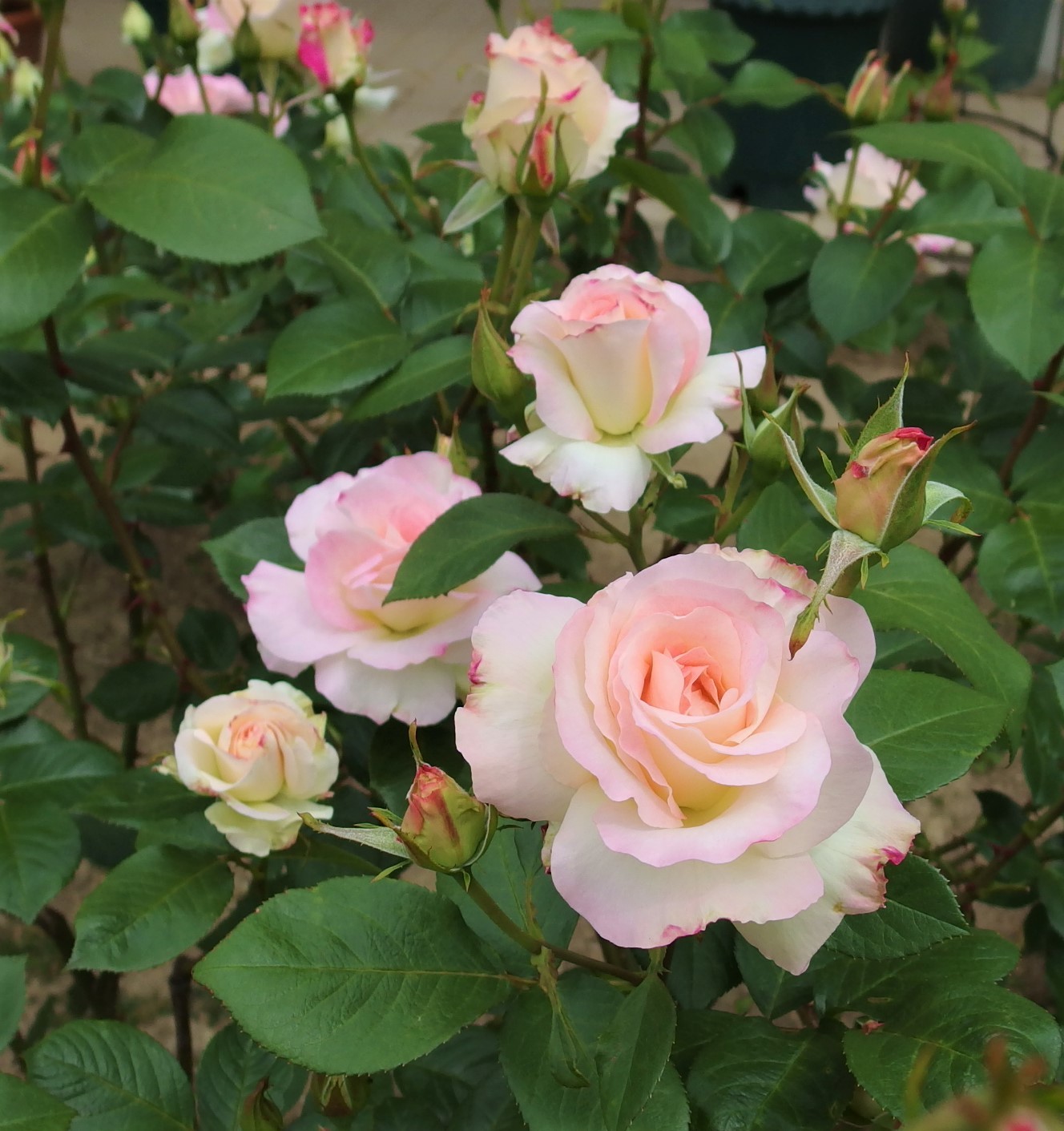 可愛がっています マチルダ ５月中旬 小さな庭でバラさんたちと