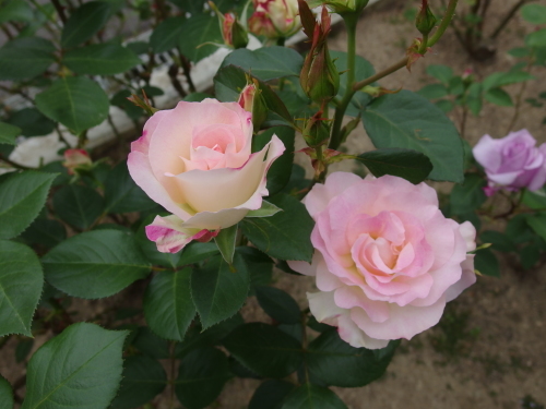 可愛がっています マチルダ ５月中旬 小さな庭でバラさんたちと