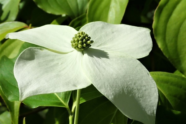 ヤマボウシの花 里山の四季