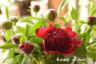 芍薬 グリーン 実もの Ramb S Ear ラムズイヤー 芍薬 グリーン 実もの Ramb S Ear ラムズイヤー