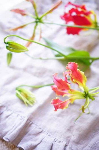 あのひとの好きなお花&お知らせ_b0151911_21362005.jpg