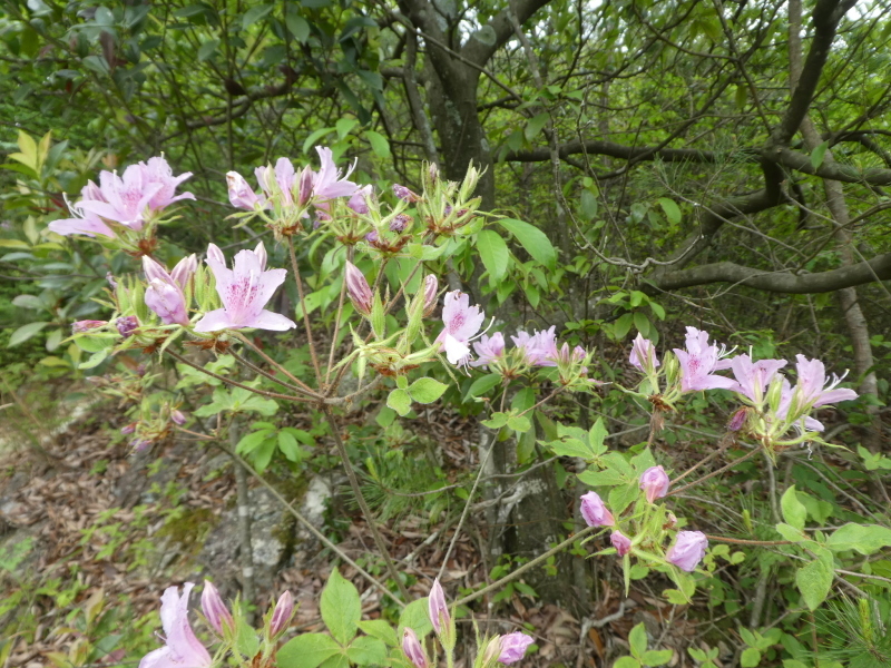 花の明王山 (380M)   金比羅山 編 prat 1_d0170615_20351335.jpg