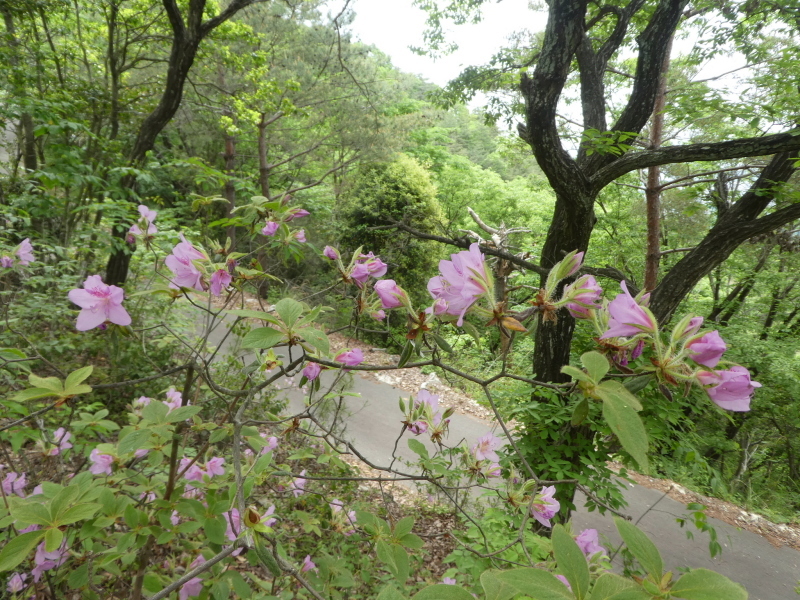 花の明王山 (380M)   金比羅山 編 prat 1_d0170615_20352262.jpg