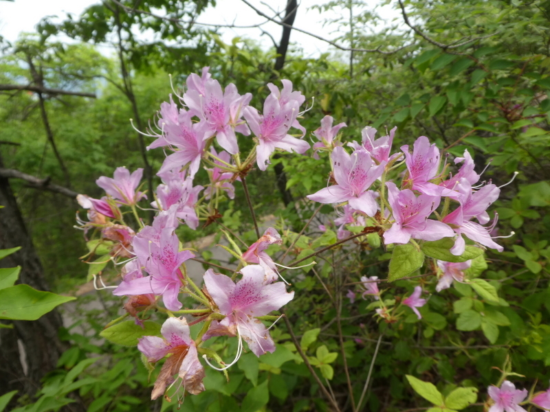 花の明王山 (380M)   金比羅山 編 prat 1_d0170615_20353197.jpg