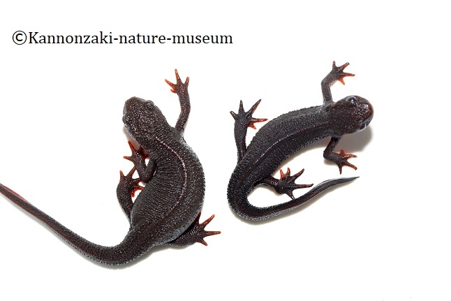 三浦半島のアカハライモリの繁殖 観音崎自然博物館どたばた学芸日誌 Ii