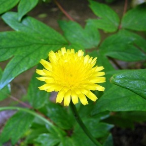椏苑の植物達_d0101522_21070743.jpg