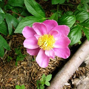 椏苑の植物達_d0101522_21072511.jpg