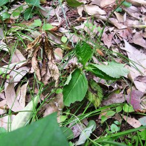 椏苑の植物達_d0101522_21084914.jpg