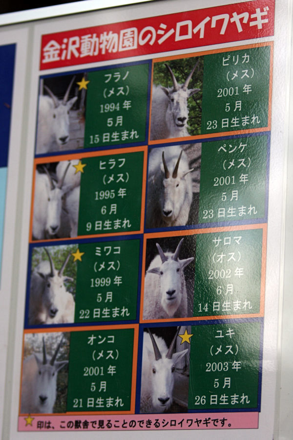 白い妖精がいっぱい 動物園放浪記