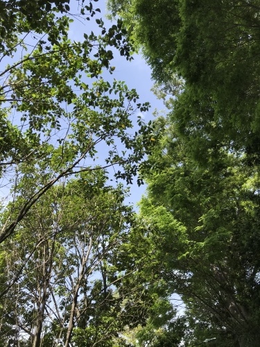休業日ブログ・その36_e0195325_18495386.jpeg