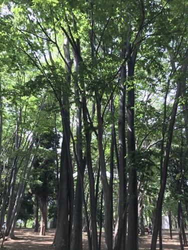 休業日ブログ・その36_e0195325_18512483.jpeg