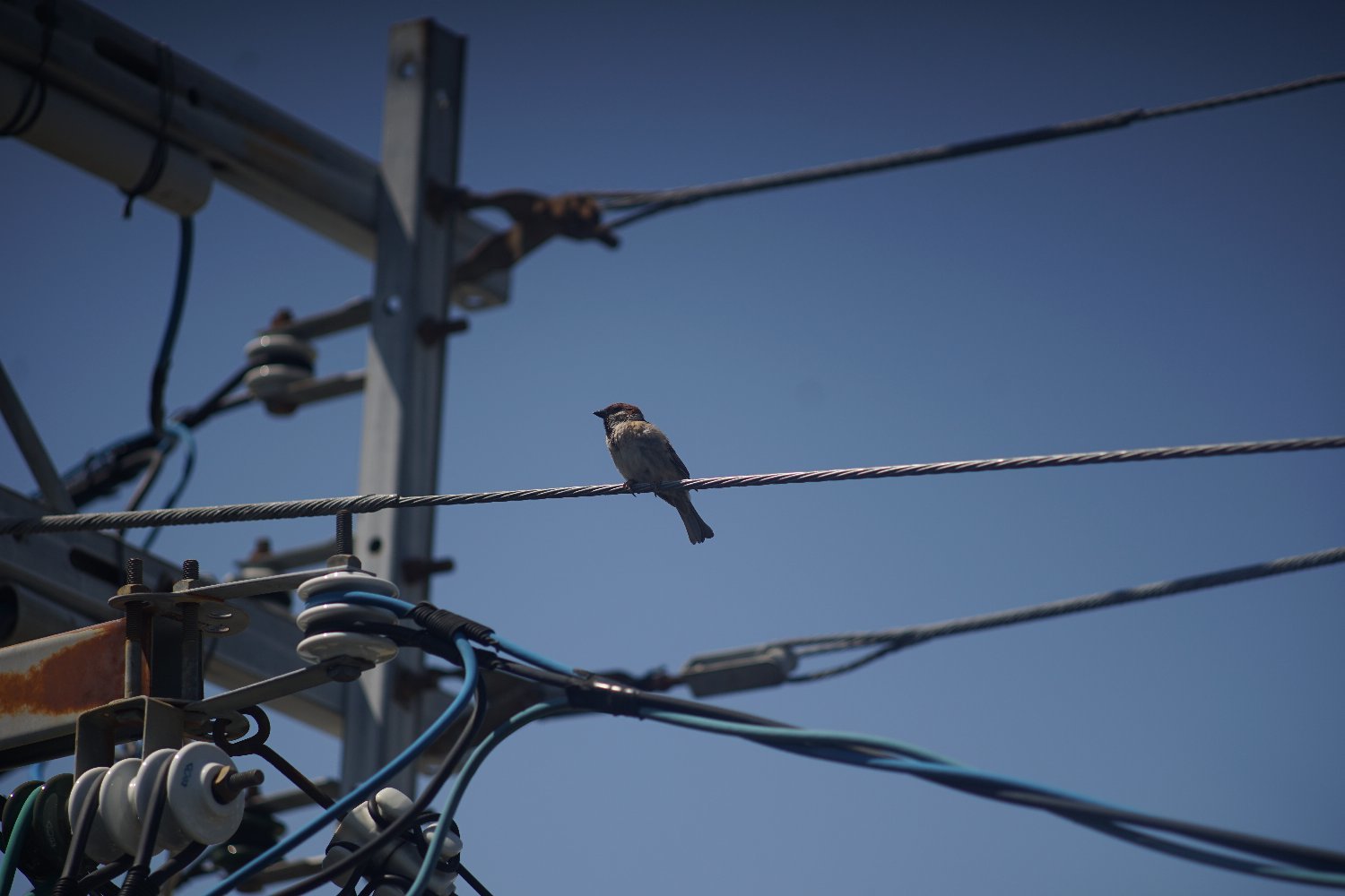 RE オートトプコール 135mm F3.5 で_b0069128_08562845.jpg