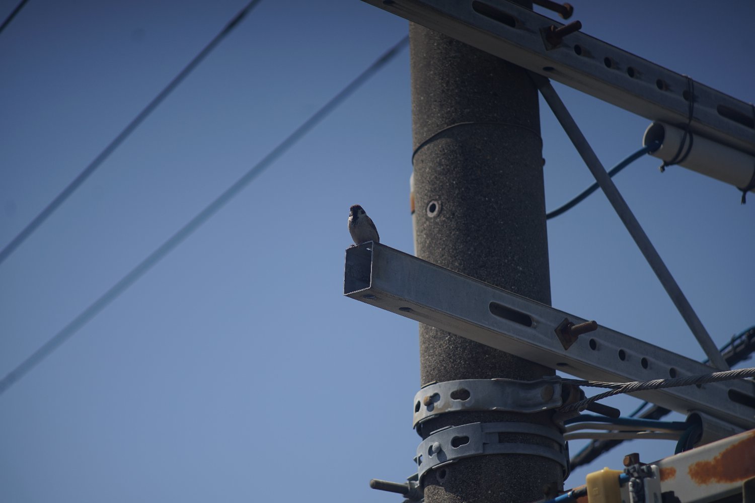 RE オートトプコール 135mm F3.5 で_b0069128_08563263.jpg