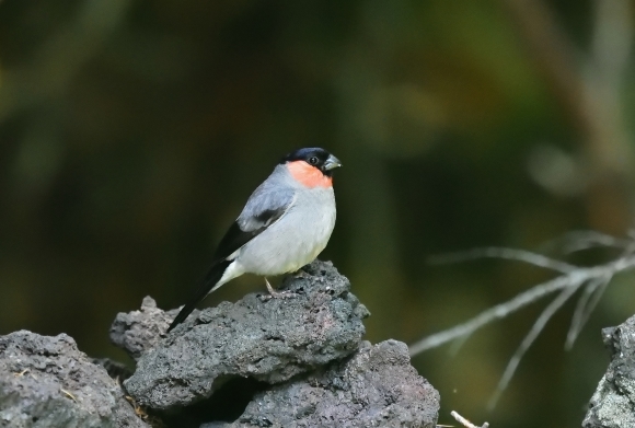 ウ ソ_e0364435_20451985.jpg
