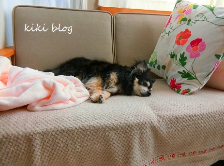 高齢犬の寝室は Kikiブログ