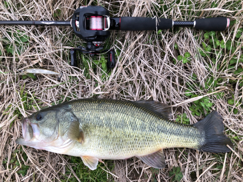 DAIWA / STEEZ SKYRAY 後編 : 熊本のバスを釣ろう DAIWA / STEEZ SKYRAY 後編 : 熊本のバスを釣ろう