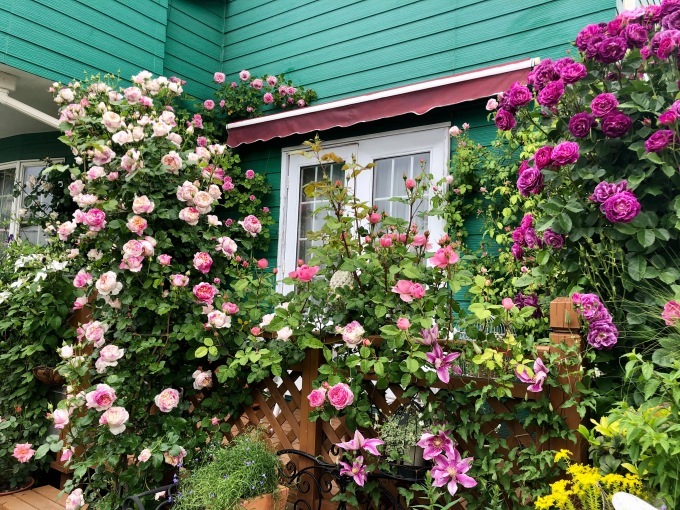 ER、ジュードが大変（ ;  ; ）とバラが5分咲きガーデン♪_a0396654_21381177.jpeg