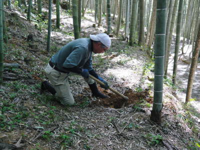 山あいの南高梅(青梅・完熟梅)令和2年度よりの出荷中止のお知らせ_a0254656_19504148.jpg