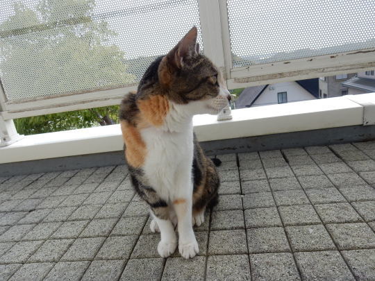 ’20,5,15(金)「羊たちのおしゃべり」_f0060461_09183743.jpg