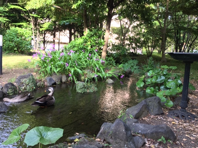 小さな水辺~~~_c0228466_14052084.jpg