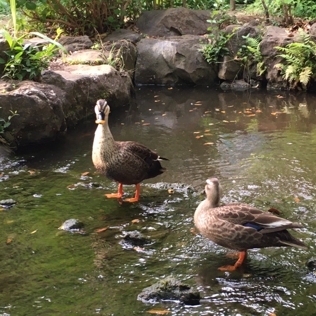 小さな水辺~~~_c0228466_14052527.jpg