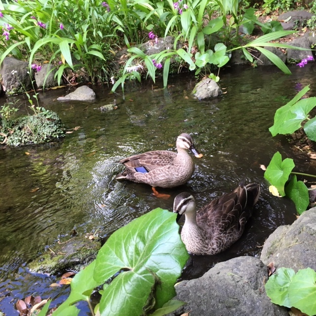 小さな水辺~~~_c0228466_14052906.jpg