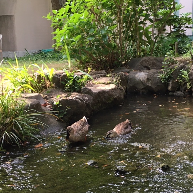 小さな水辺~~~_c0228466_14053591.jpg