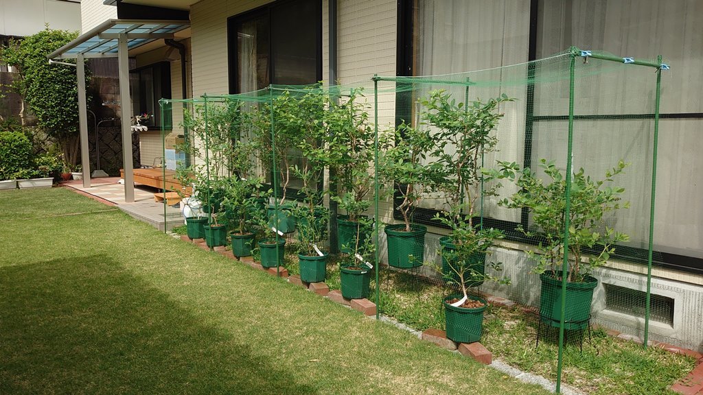 鉢植えブルーベリー簡易防鳥網設置 初めてのブルーベリー栽培記