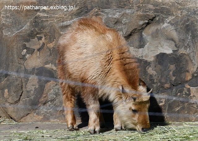 ２０２０年１月　白浜パンダ見隊　その１３_a0052986_7371197.jpg