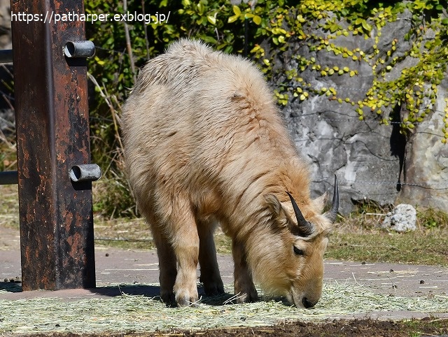 ２０２０年１月　白浜パンダ見隊　その１３_a0052986_7381926.jpg