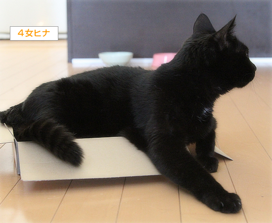 どこまで盛れる?_a0389088_02443965.jpg