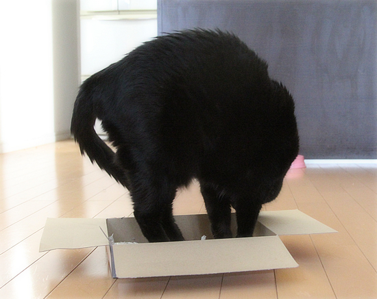 どこまで盛れる?_a0389088_02443999.jpg