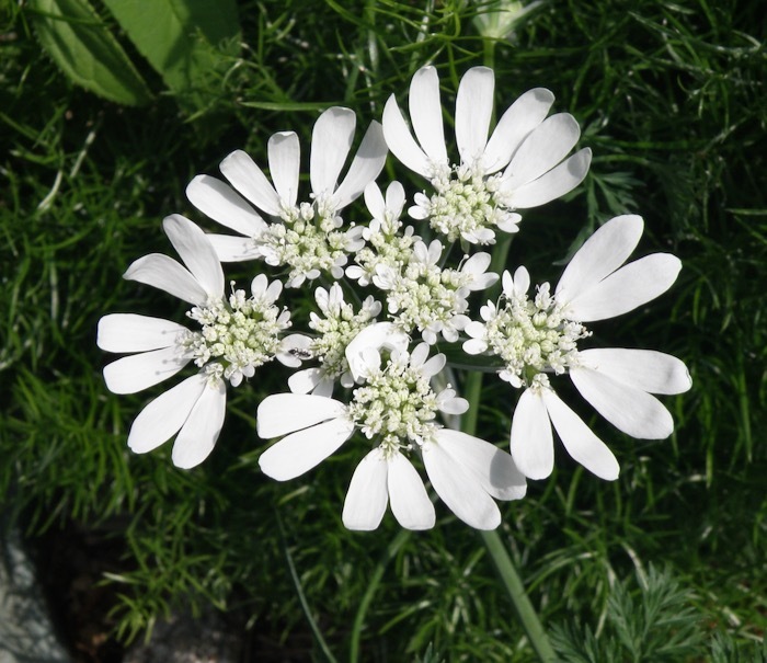 ５弁の花ですが 不思議な花序です オルレア グランディフローラ オルレア ホワイトレース 楽餓鬼