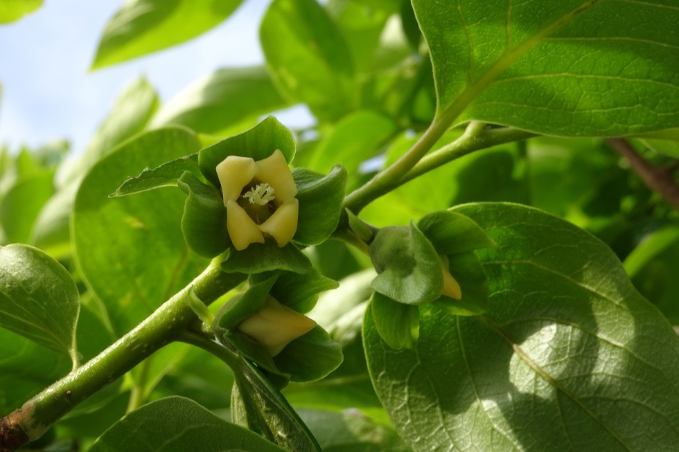 柿の花 伊豆山荘 柿の花 伊豆山荘