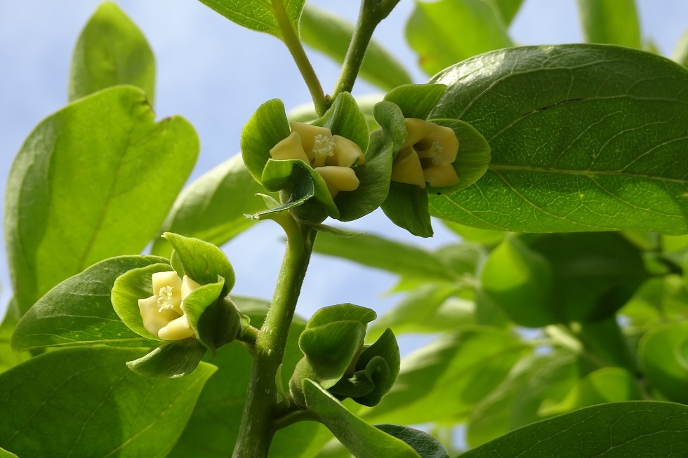 柿の花 伊豆山荘 柿の花 伊豆山荘