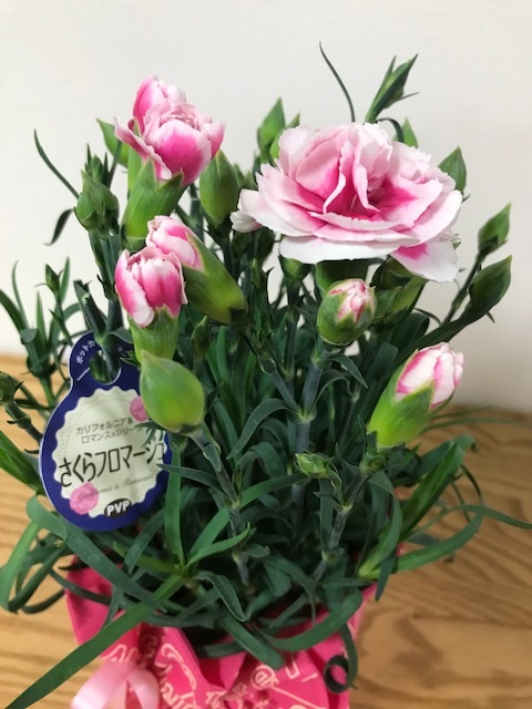 母の日の花_f0204295_11250359.jpg