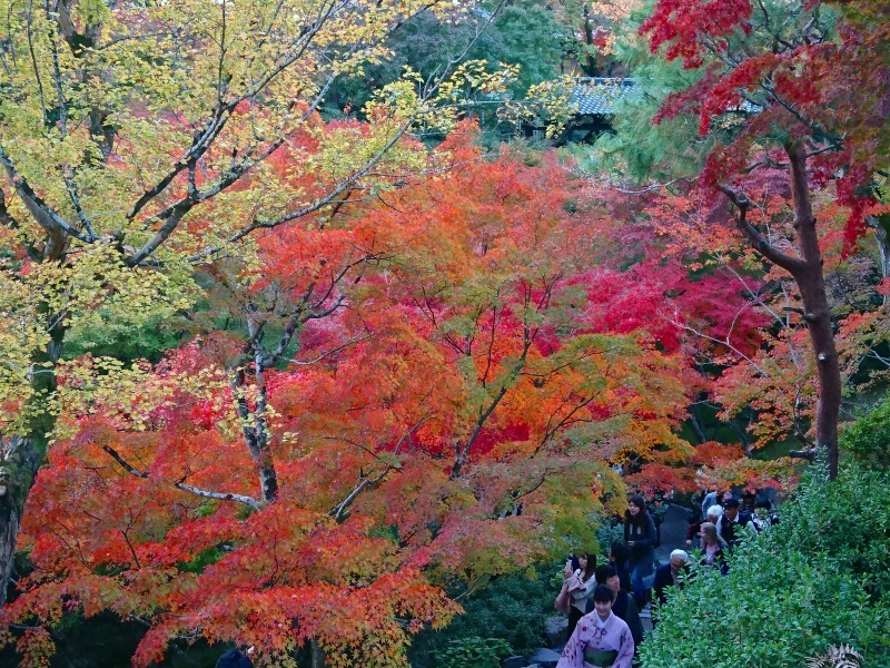 国内出張2019年11月－第一日目ー東福寺_c0153302_16390878.jpg