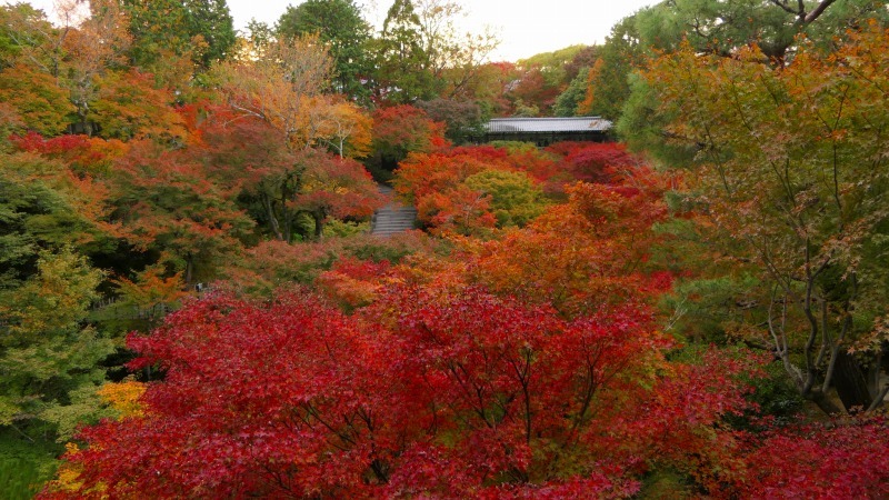 国内出張2019年11月－第一日目ー東福寺_c0153302_18414564.jpg