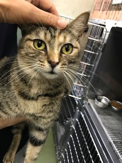 【犬猫・移動先募集】センター(支所)収容の飼主持込みの猫たち他(5/15訪問)_f0242002_19441957.jpg