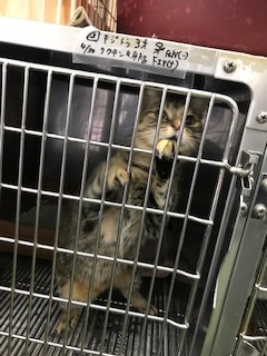 【犬猫・移動先募集】センター(支所)収容の飼主持込みの猫たち他(5/15訪問)_f0242002_19444341.jpg