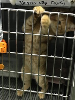 【犬猫・移動先募集】センター(支所)収容の飼主持込みの猫たち他(5/15訪問)_f0242002_19471631.jpg