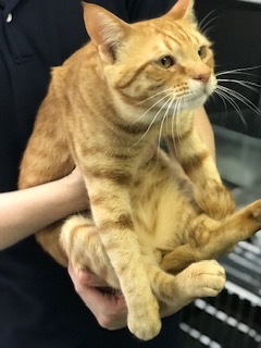 【犬猫・移動先募集】センター(支所)収容の飼主持込みの猫たち他(5/15訪問)_f0242002_19473006.jpg