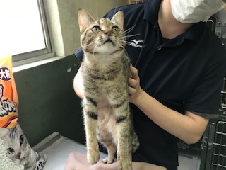 【犬猫・移動先募集】センター(支所)収容の飼主持込みの猫たち他(5/15訪問)_f0242002_19510356.jpg