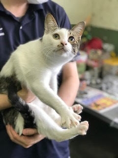 【犬猫・移動先募集】センター(支所)収容の飼主持込みの猫たち他(5/15訪問)_f0242002_19515634.jpg