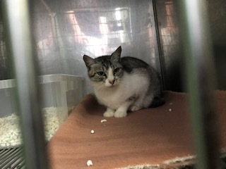 【犬猫・移動先募集】センター(支所)収容の飼主持込みの猫たち他(5/15訪問)_f0242002_19534041.jpg