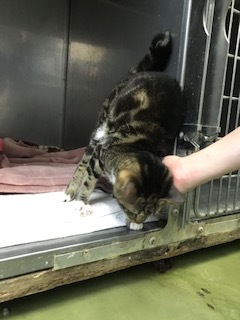 【犬猫・移動先募集】センター(支所)収容の飼主持込みの猫たち他(5/15訪問)_f0242002_19534904.jpg