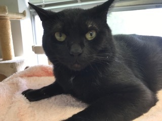 【犬猫・移動先募集】センター(支所)収容の飼主持込みの猫たち他(5/15訪問)_f0242002_23241404.jpg