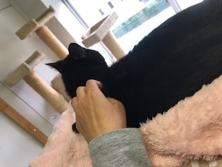 【犬猫・移動先募集】センター(支所)収容の飼主持込みの猫たち他(5/15訪問)_f0242002_23242230.jpg